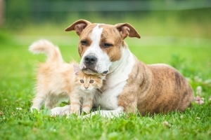 Dürfen Behörden Haustiere pfänden? Der Fall um Mops Edda wirft Fragen auf.