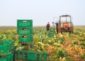 Macht der Verpächter von seinem Pfandrecht Gebrauch, dürfen meist Arbeitsmaschinen und die Ernte gepfändet werden.