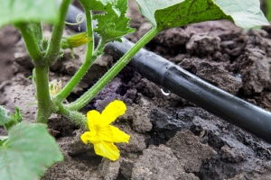 Wie kann ich Wasser sparen im Garten? Stellen Sie auf Tröpfchenbewässerung um.